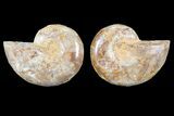 Cut & Polished, Agatized Ammonite Fossil - Jurassic #93524-1